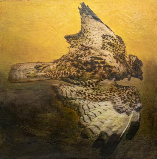 Study No. 1 – Dead Juvenile Hawk Found in My Backyard 12 x 12” Ink, pigment and acrylic on wood panel 2023